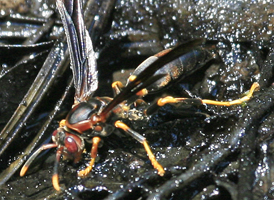 Polistes annularis